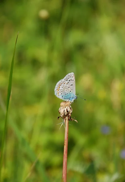 stock image Butterfly on a flower against a green grass