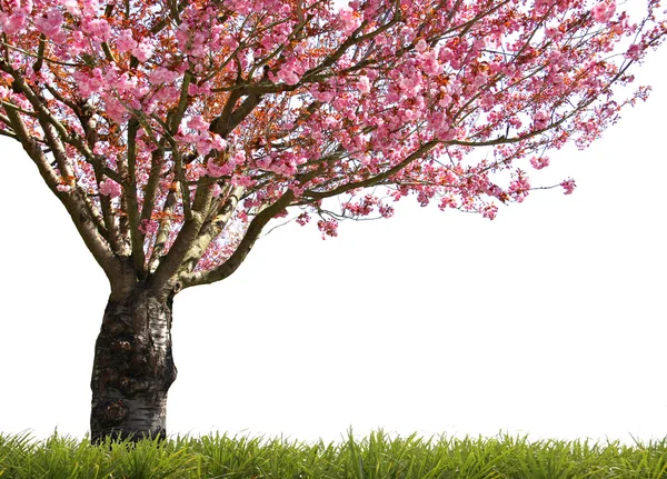 Glorious spring — Stock Photo, Image