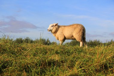 Wooly sheep grazing in the field. clipart