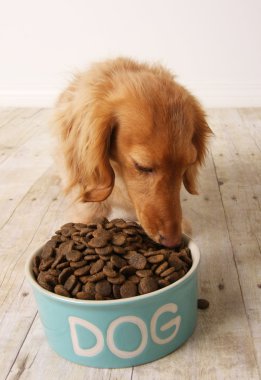 Dog eating food clipart