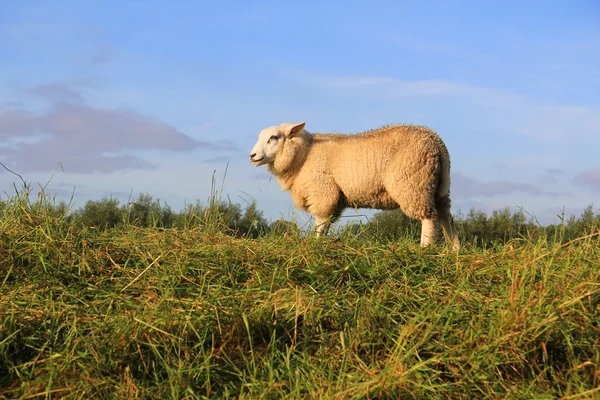 stock image Wooly sheep grazing in the field.