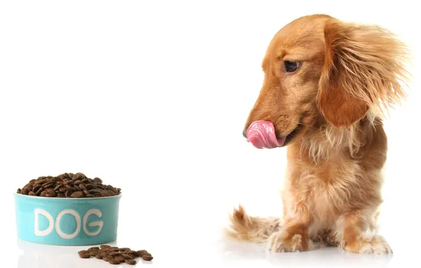 Cão faminto e comida — Fotografia de Stock