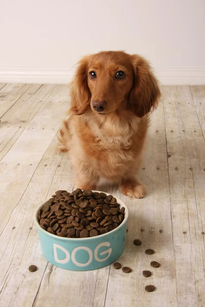 Honger hond en voedsel. — Stockfoto