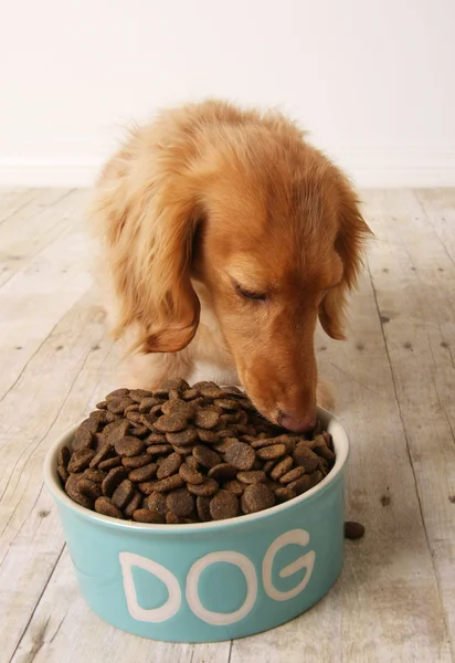 Cane mangiare cibo — Foto Stock