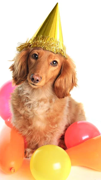 Birthday dachshund dog — Stock Photo, Image