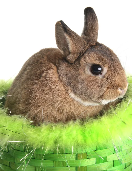 Paskalya tavşanı — Stok fotoğraf
