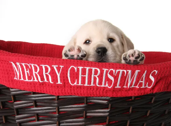 クリスマスの子犬 — ストック写真