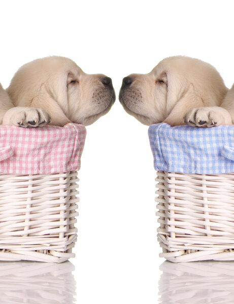 Щенячья любовь
