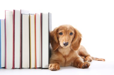 Book end puppy clipart