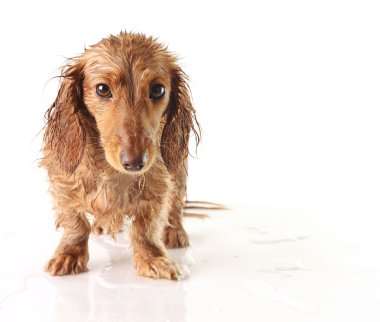Soaked puppy clipart