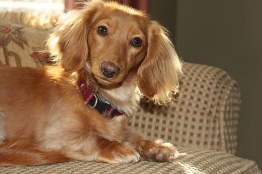 Dachshund