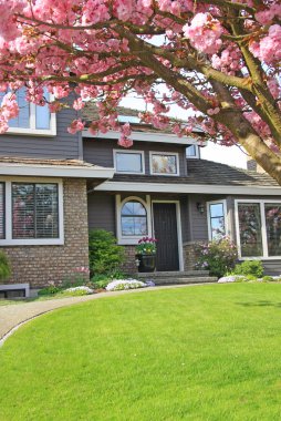 House with cherry blossoms. clipart