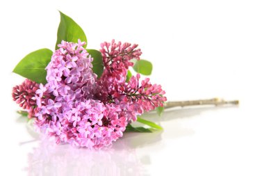 Lilacs clipart