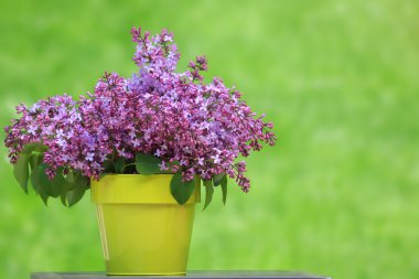 Bucket of lilacs clipart