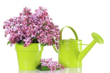 Lilacs clipart