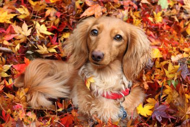 Autumn dachshund dog clipart