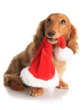 Naughty Christmas dog clipart