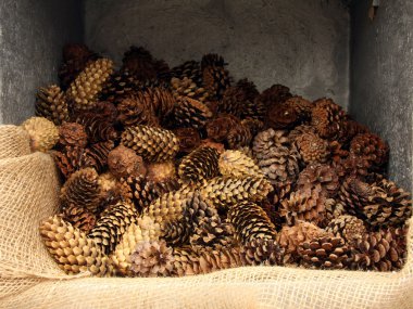 Pinecones