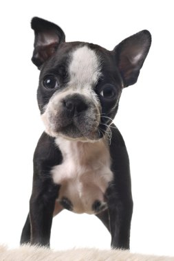 Boston terrier yavrusu