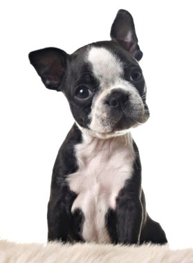 Boston terrier puppy clipart