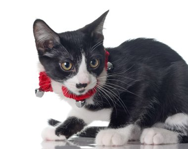 Christmas kitten clipart