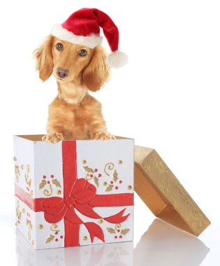 Christmas puppy clipart