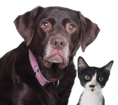 Cat and dog clipart