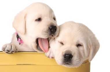 Funny puppies clipart