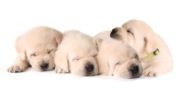 Four sleeping puppies clipart