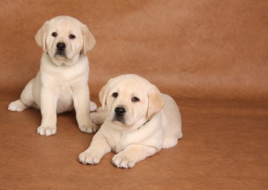 Labrador yavruları