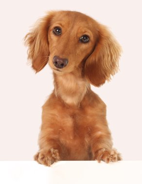 Dachshund puppy clipart