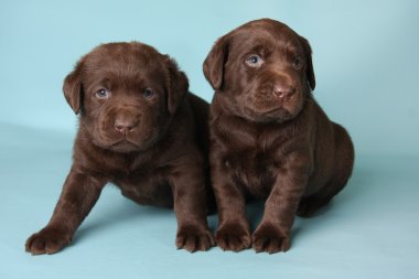 Labrador yavruları