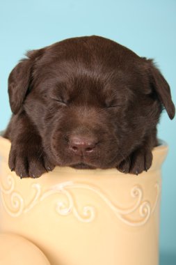 Sleepy puppy clipart