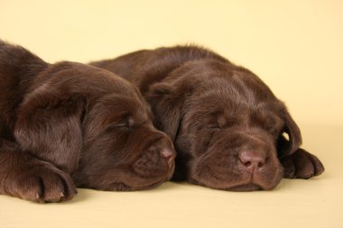 Labrador yavruları