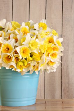 Daffodils clipart