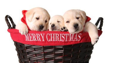 Christmas puppies clipart