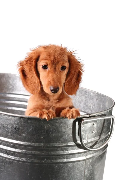 子犬風呂の時間 — ストック写真