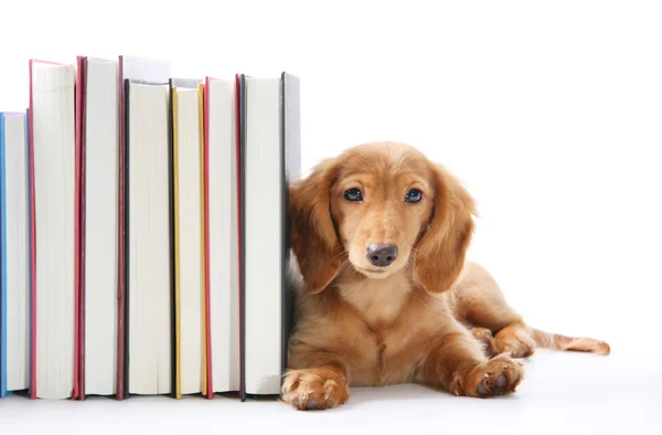 Kitabın sonunda köpek yavrusu — Stok fotoğraf