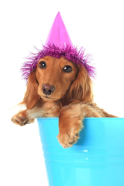 Verjaardag pup — Stockfoto