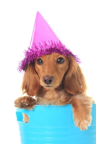 Aniversário dachshund — Fotografia de Stock