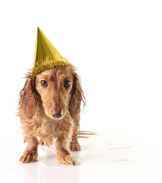 Party pup — Stock Photo, Image