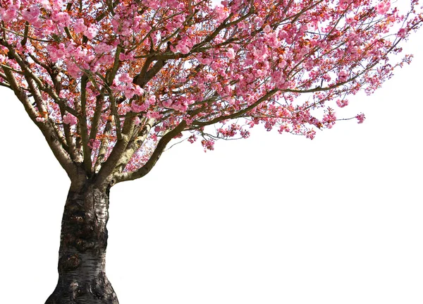 Kiraz ağacı ve Paskalya yumurtaları — Stok fotoğraf