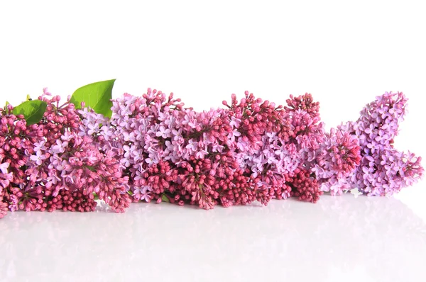 Lilac border — Stock Photo, Image