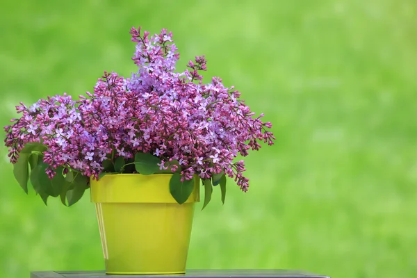 Bucket of lilacs — Stock Photo, Image
