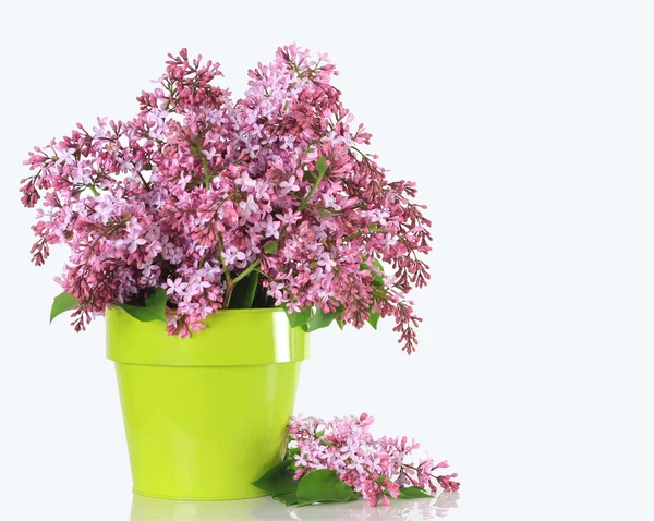 Lilacs — Stock Photo, Image