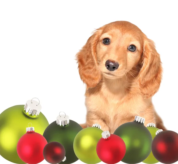 Vánoční štěně jezevčíka — Stock fotografie