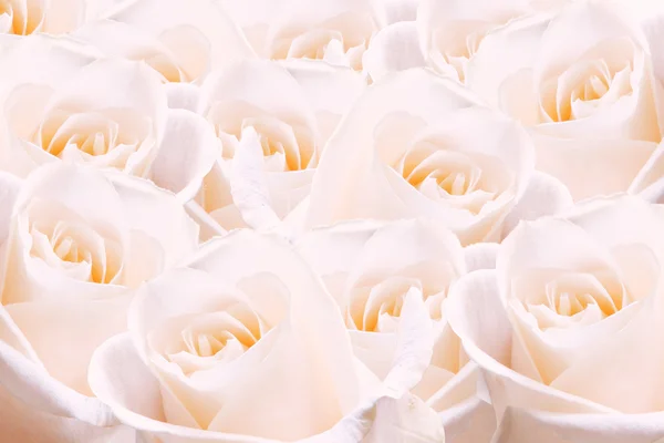 Světle růžové růže. — Stock fotografie