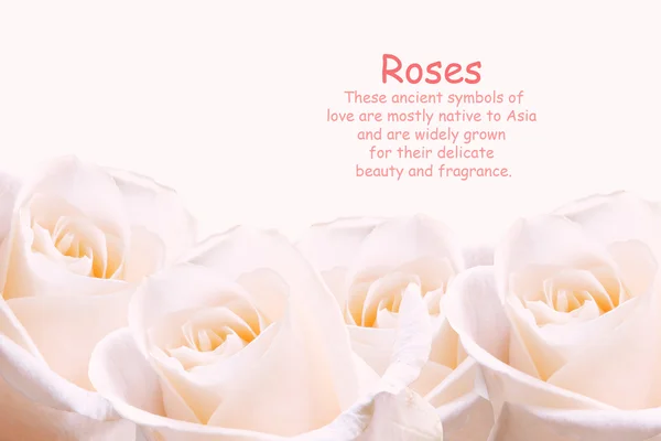 Pale pink roses. — Stock Photo, Image