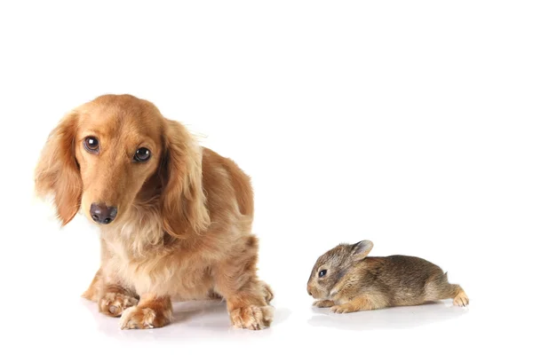 Dachshund y el conejo — Foto de Stock