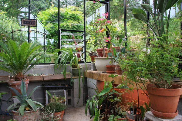 Inside a green house — Stock Photo, Image